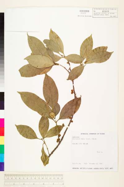 中文種名:Diplospora dubia (Lindl.) Masam.