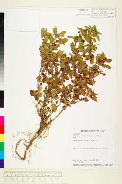 中文種名:賽葵學名:Malvastrum coromandelianum (L.) Garcke