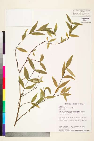 中文種名:披針葉蕘花學名:Wikstroemia lanceolata Merr.