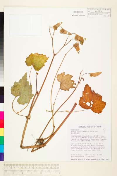 中文種名:南台灣秋海棠學名:Begonia austrotaiwanensis Y. K. Chen & C. I Peng