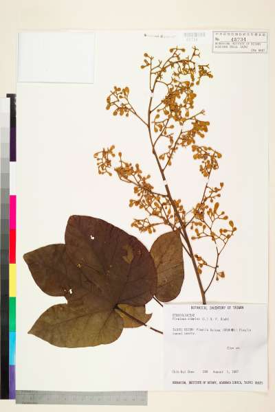 中文種名:梧桐學名:Firmiana simplex (L.) W. F. Wight
