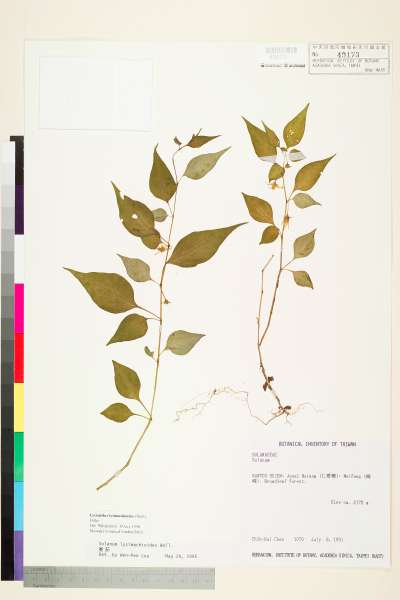 中文種名:雙花龍葵（耳鉤草）學名:Lycianthes biflora (Lour.) Bitter