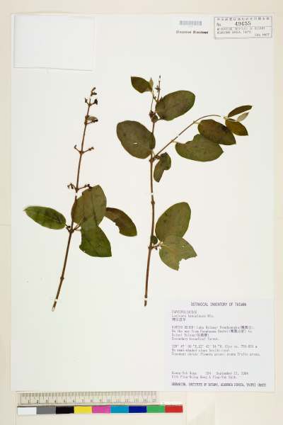 中文種名:裡白忍冬學名:Lonicera hypoglauca Miq.