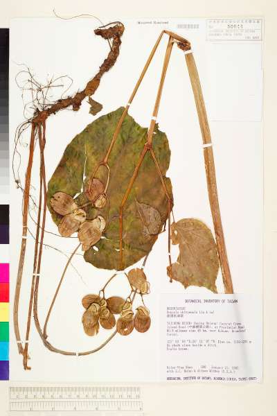 中文種名:溪頭秋海棠學名:Begonia chitoensis T. S. Liu & M. J. Lai