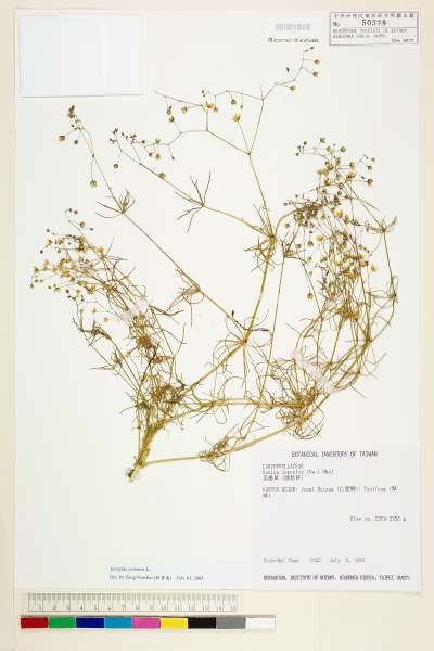 學名:Spergula arvensis L.