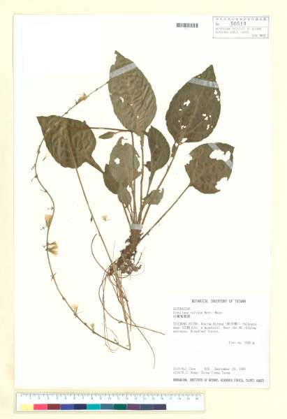 中文種名:台灣鬼督郵學名:Ainsliaea reflexa Merr.