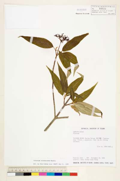 中文種名:台灣莢蒾學名:Viburnum taiwanianum Hayata