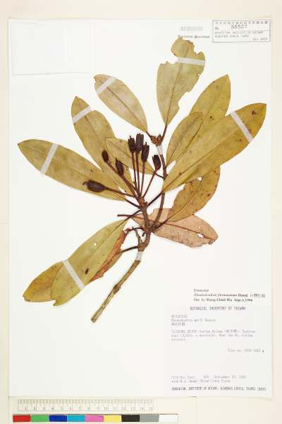 中文種名:台灣杜鵑學名:Rhododendron formosanum Hemsl.