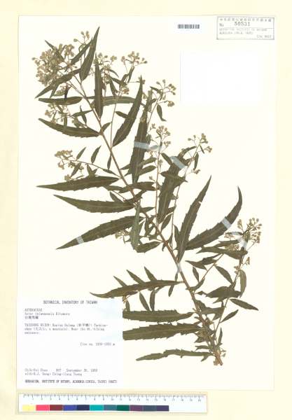 中文種名:台灣馬蘭學名:Aster taiwanensis Kitam.
