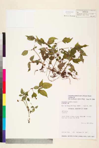 中文種名:長梗盤花麻學名:Lecanthus peduncularis (Wall. ex Royle) Wedd.