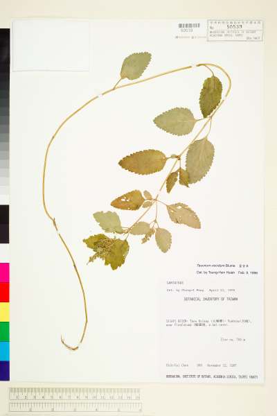 中文種名:蔓苦草(小苦草、血見愁)學名:Teucrium viscidum Blume