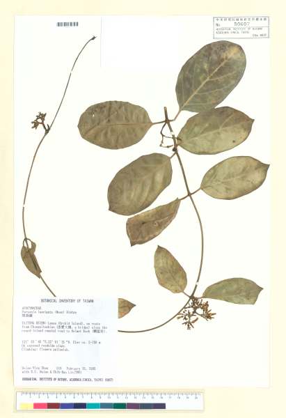 中文種名:爬森藤學名:Parsonsia laevigata (Moon) Alston