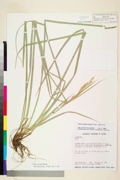 中文種名:中國宿柱薹學名:Carex sociata Boott