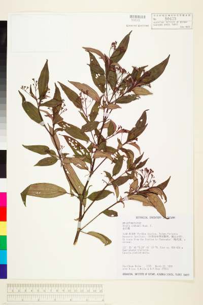 中文種名:金石榴學名:Bredia oldhamii Hooker f.