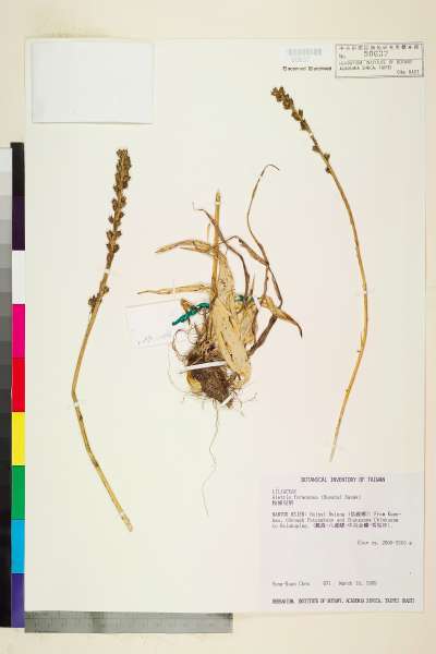中文種名:台灣粉條兒菜學名:Aletris formosana (Hayata) Sasaki