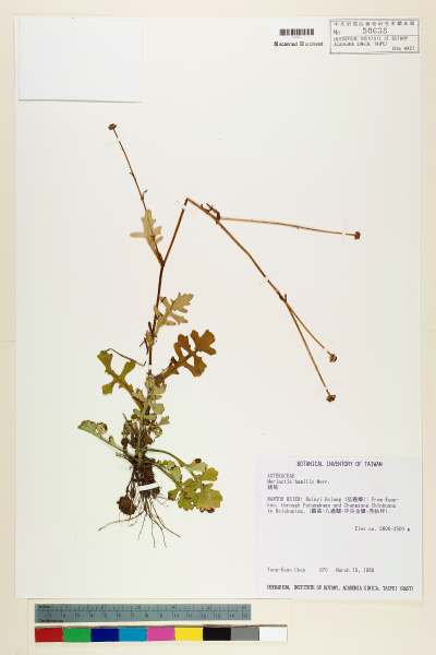 中文種名:矮菊學名:Myriactis humilis Merr.