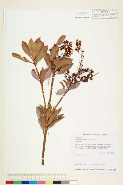 中文種名:台灣馬醉木學名:Pieris taiwanensis Hayata