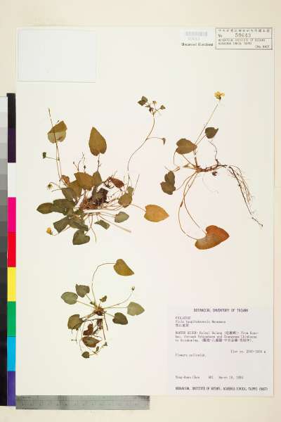 中文種名:雪山堇菜學名:Viola tsugitakaensis Masamune