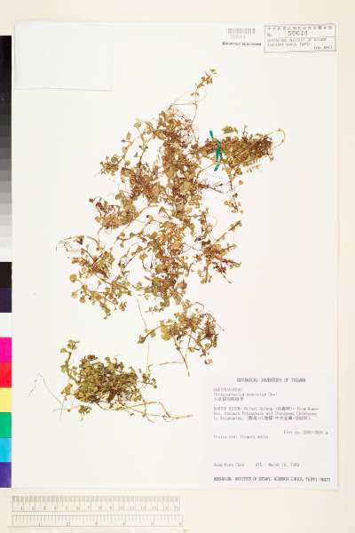 中文種名:大武貓兒眼睛草學名:Chrysosplenium hebetatum Ohwi