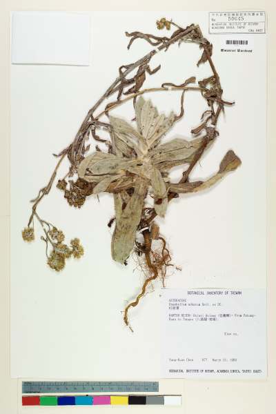 中文種名:紅面番學名:Gnaphalium adnatum Wall. ex DC.