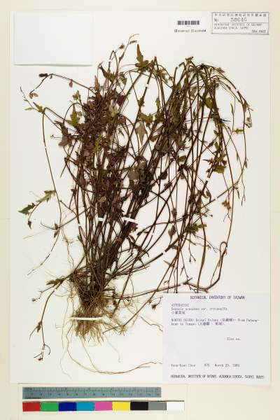 中文種名:小蔓黃菀學名:Senecio scandens Buch.-Ham. ex D. Don var. crataegifolius (Hayata) Kitam.