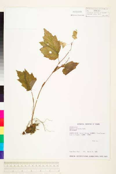 中文種名:巒大秋海棠學名:Begonia laciniata Roxb.