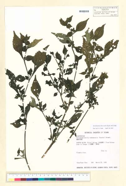 中文種名:曲莖馬藍學名:Strobilanthes flexicaulis Hayata