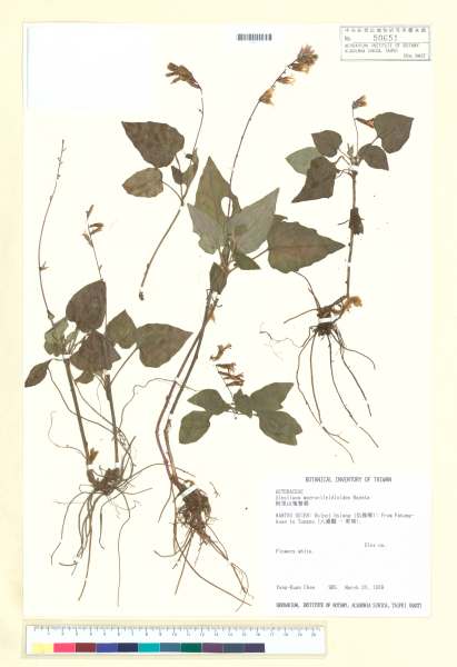中文種名:阿里山鬼督郵學名:Ainsliaea macroclinidioides Hayata