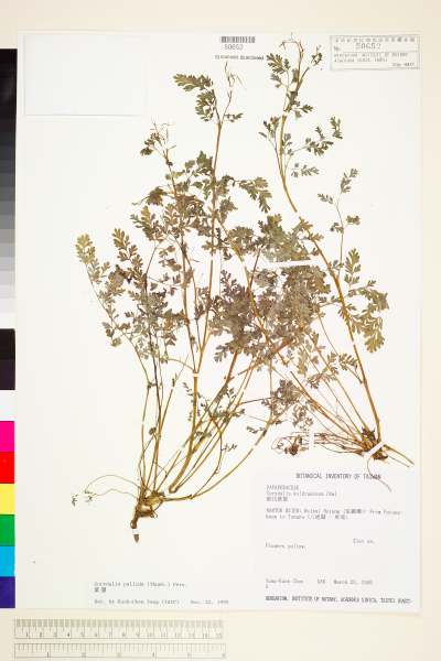中文種名:黃菫學名:Corydalis pallida (Thunb.) Pers.