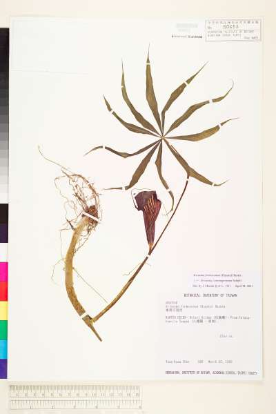 中文種名:台灣天南星學名:Arisaema formosanum (Hayata) Hayata
