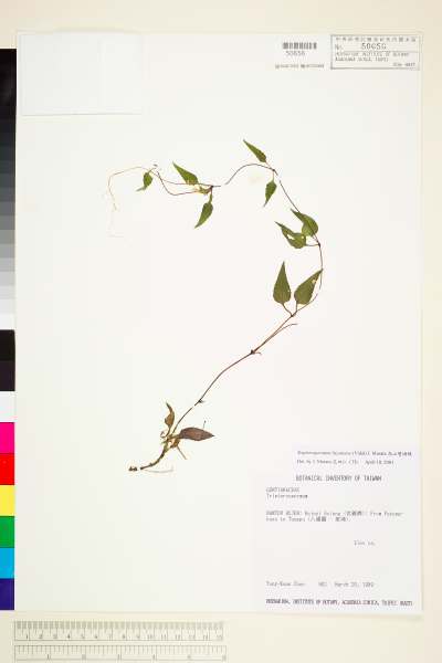 中文種名:高山雙蝴蝶(呂宋肺形草)學名:Tripterospermum luzonense (Vidal) J. Murata