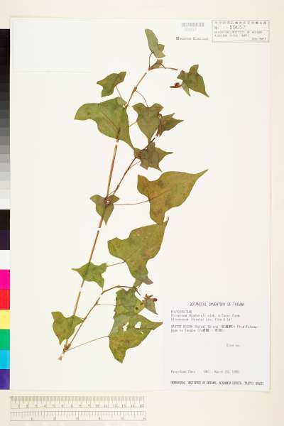 中文種名:戟葉蓼學名:Polygonum thunbergii Sieb. & Zucc. forma. biconvexum (Hayata) Liu, Ying & Lai