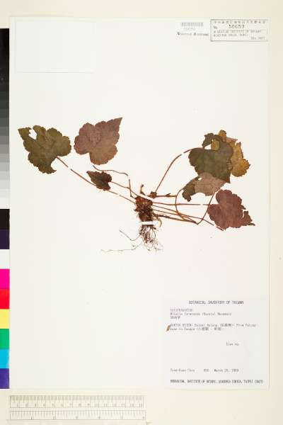 中文種名:台灣嗩吶草學名:Mitella formosana (Hayata) Masam.
