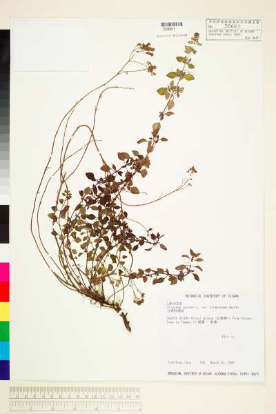 中文種名:台灣野薄荷學名:Origanum vulgare L. var. formosanum Hayata