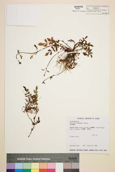 中文種名:高山纈草學名:Valeriana kawakamii Hayata