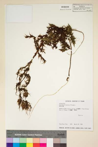 中文種名:阿里山薊學名:Cirsium arisanense Kitam.