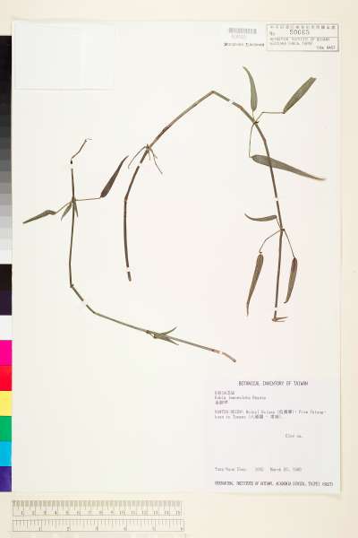中文種名:金劍草學名:Rubia lanceolata Hayata