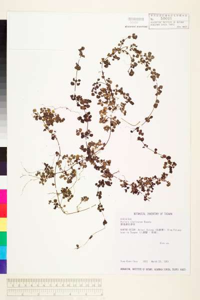 中文種名:黑果深柱夢草學名:Nertera nigricarpa Hayata