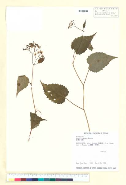 中文種名:台灣山白蘭學名:Aster formosanus Hayata