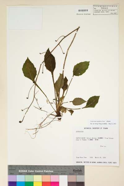 中文種名:黃金珠學名:Carpesium nepalense Less.