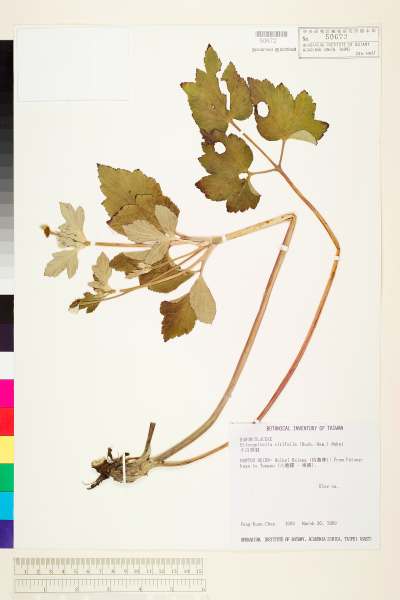 中文種名:小白頭翁學名:Eriocapitella vitifolia (Buch.-Ham.) Nakai