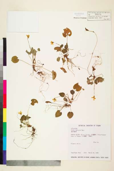 中文種名:喜岩堇菜學名:Viola rupicola Elmer