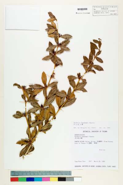 中文種名:台灣小蘗學名:Berberis kawakamii Hayata