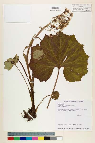 中文種名:台灣款冬(山菊)學名:Petasites formosanus Kitam.