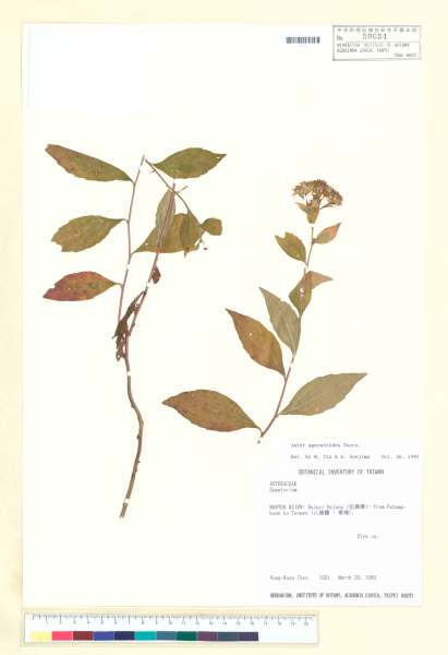 中文種名:山白蘭學名:Aster ageratoides Turcz.