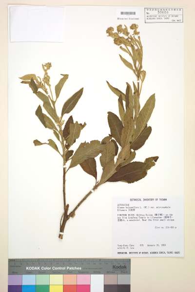 中文種名:艾納香學名:Blumea balsamifera L. (DC.) var. microcephala Kitam.