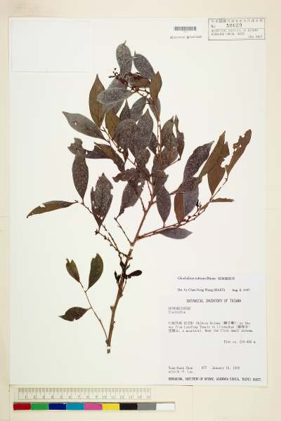 中文種名:細葉饅頭果學名:Glochidion rubrum Bl.