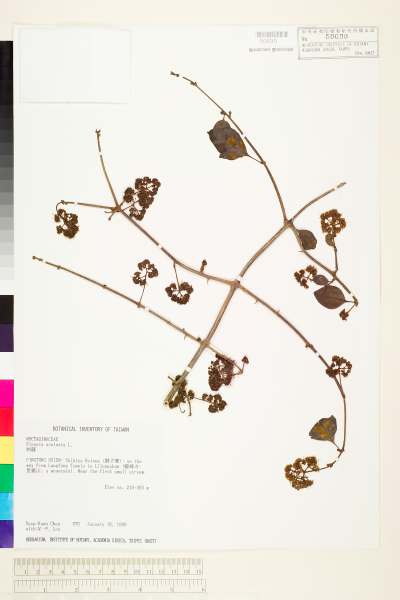 中文種名:腺果藤(刺藤)學名:Pisonia aculeata L.