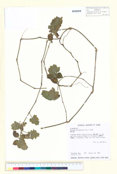 中文種名:賽山藍學名:Blechum pyramidatum (Lam.) Urban.