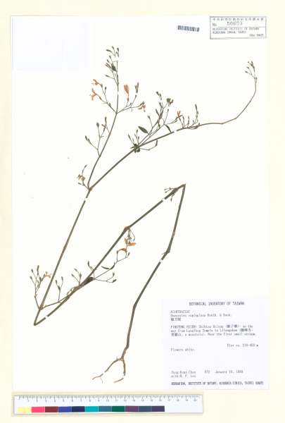 中文種名:槍刀菜學名:Hypoestes cumingiana Benth. & Hook.